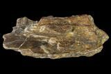 Permian Amphibian (Eryops) Fossil Jaw Section - Texas #153734-1